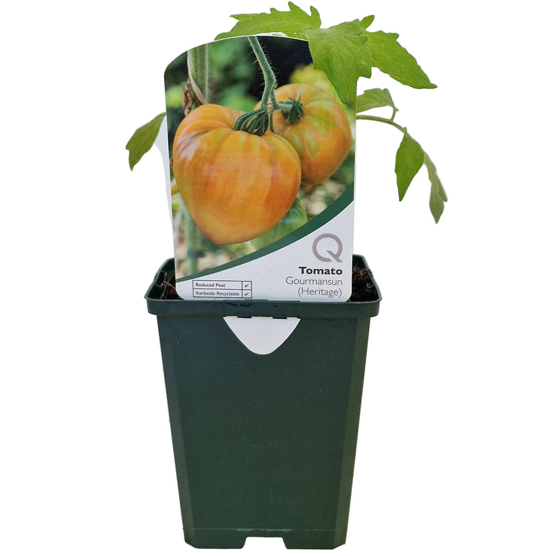 TOMATO Gourmansun 8.5cm