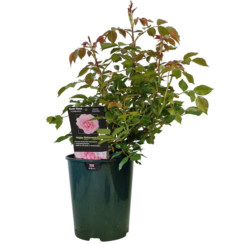 BUSH ROSE - Happy Retirement 3ltr