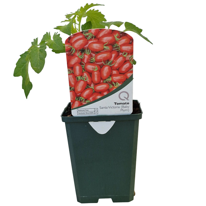 TOMATO Sweet Victoria 8.5cm