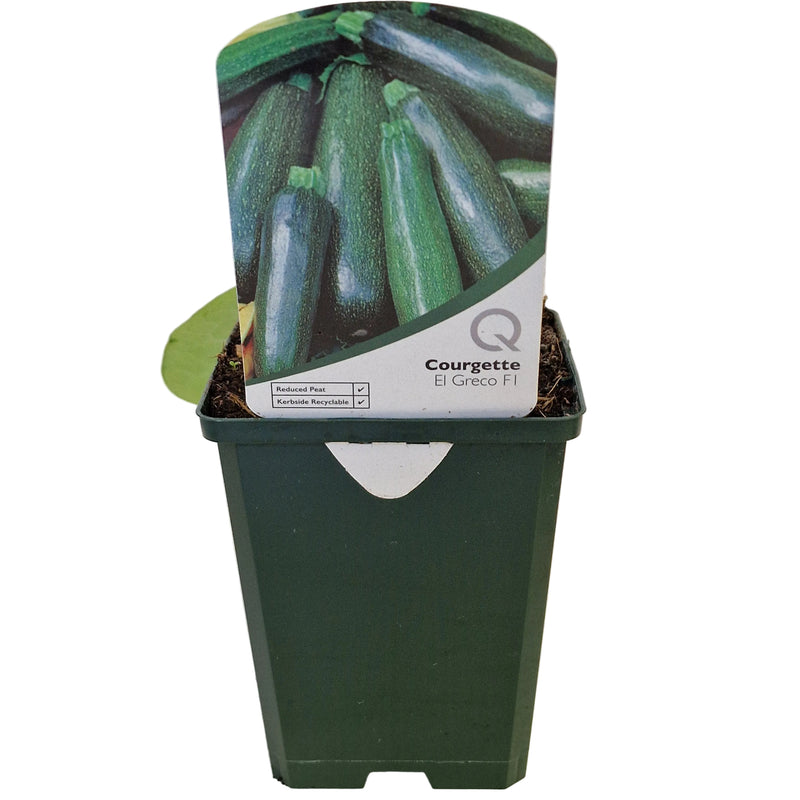 COURGETTE El Greco 8.5cm