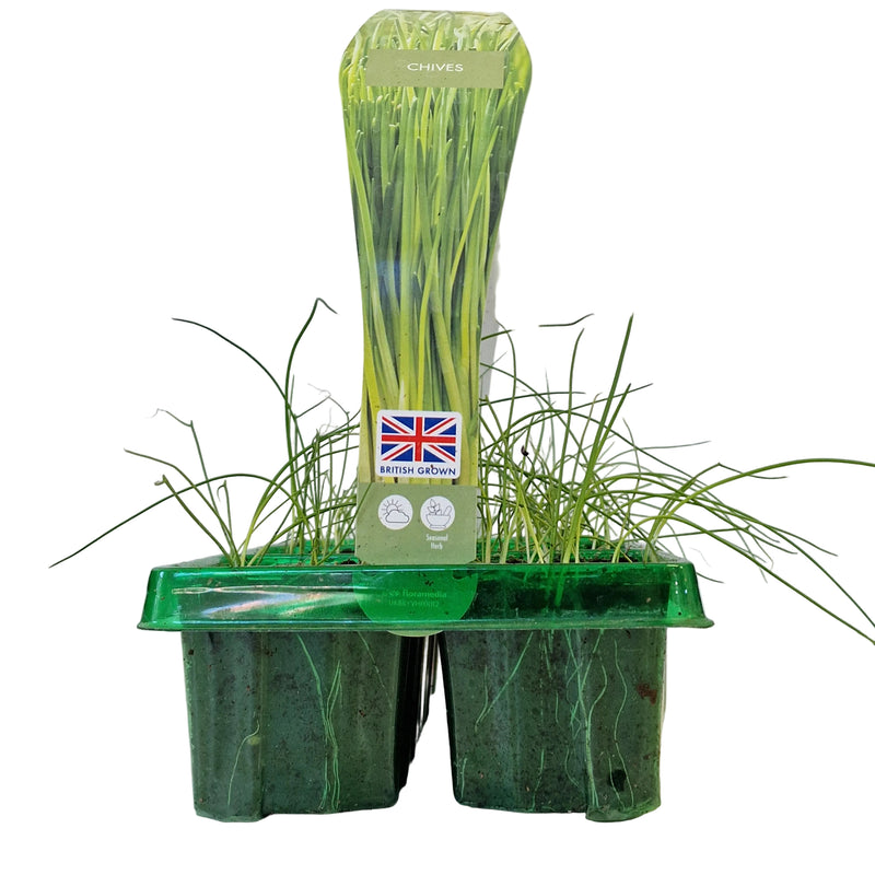 CHIVES 6-Pack
