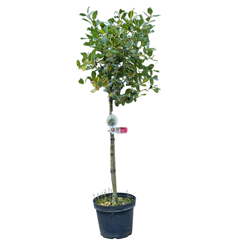 ILEX Mix Stem 60cm