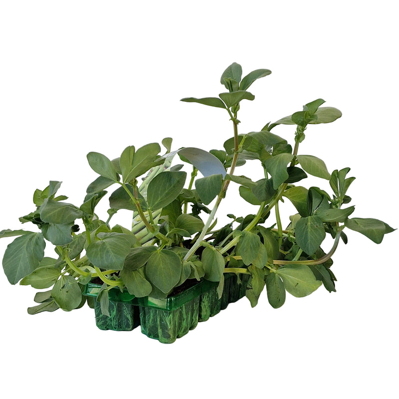 BROAD BEAN Masterpiece 6-Pack