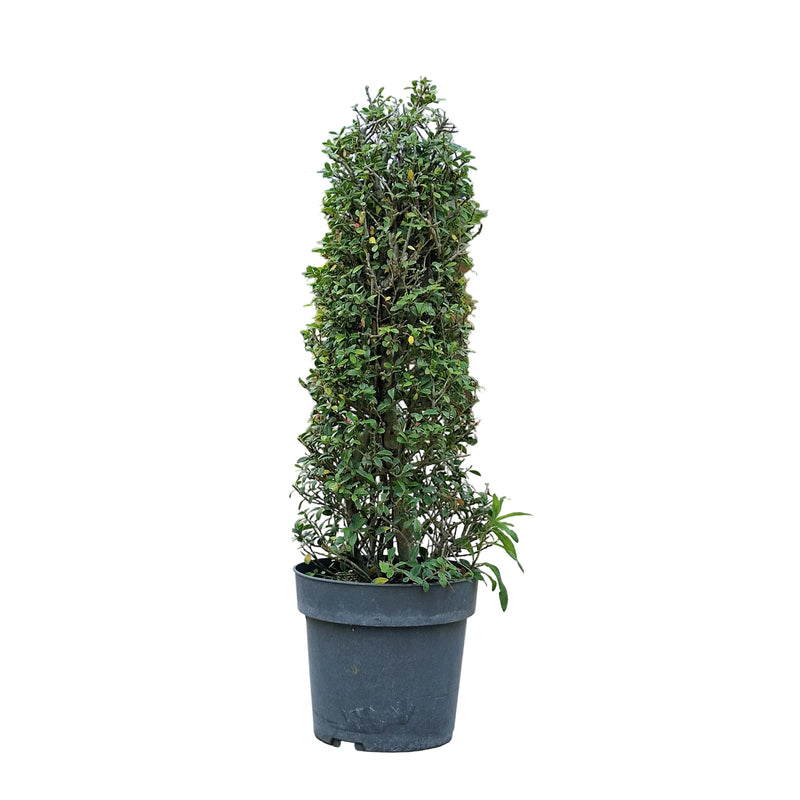 ILEX cren. Kegel 4ltr