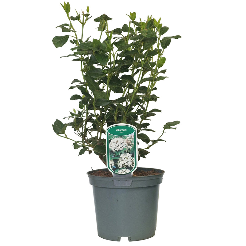 VIBURNUM tinus 3l