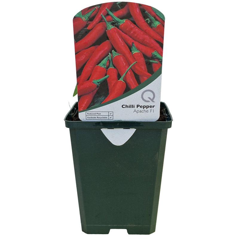 CHILLI Pepper - Apache 8.5cm