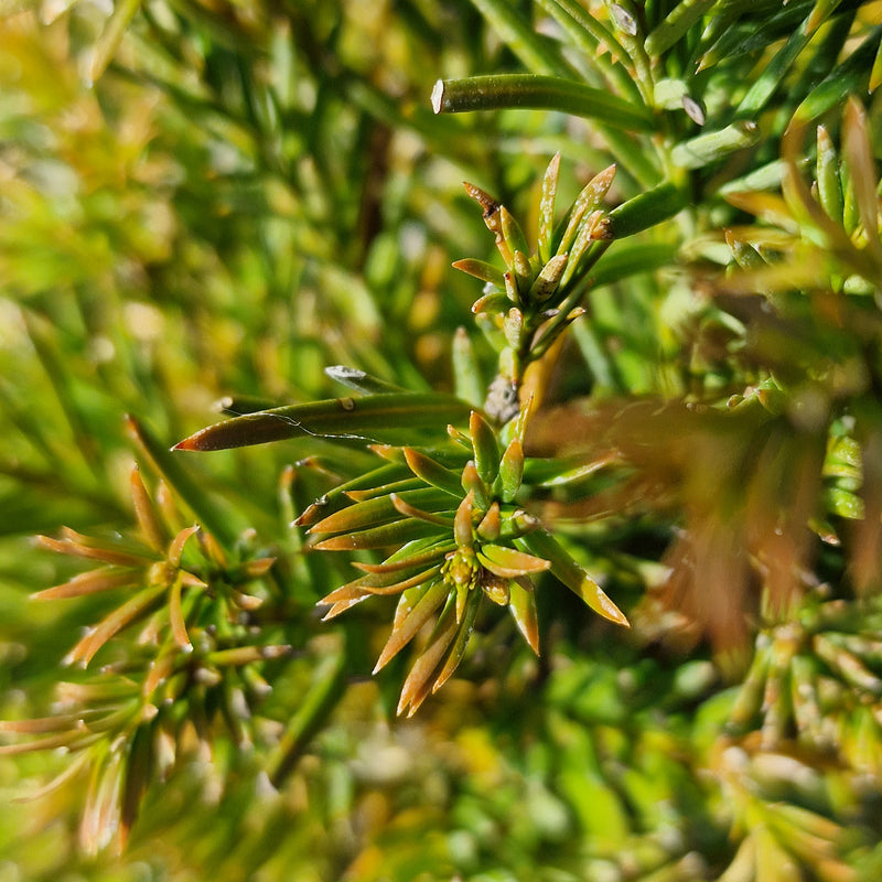 TAXUS Pyramid 80-90cm