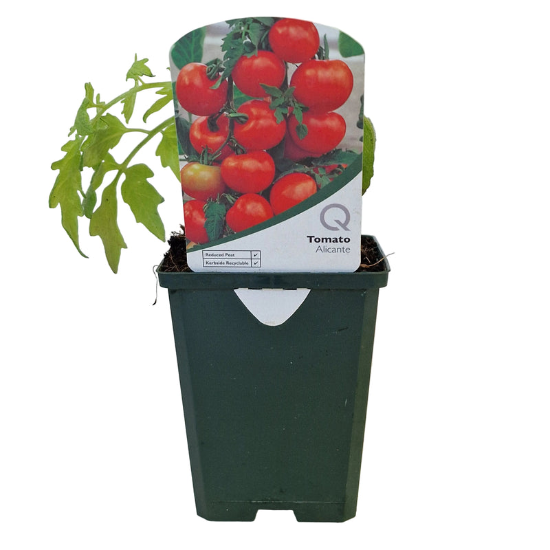 TOMATO Alicante 8.5cm