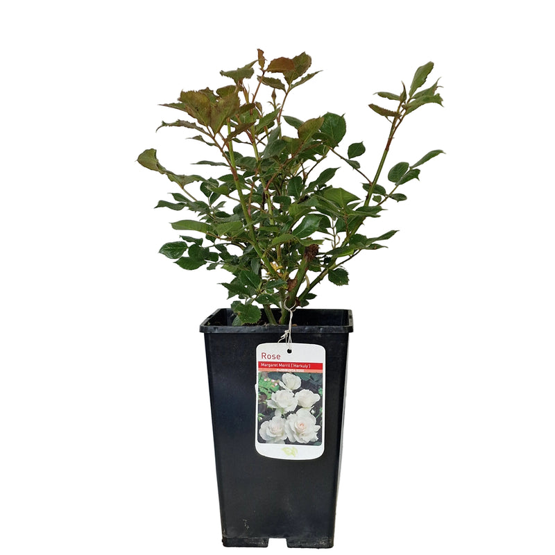 BUSH FLORIBUNDA ROSE - Margaret Merril