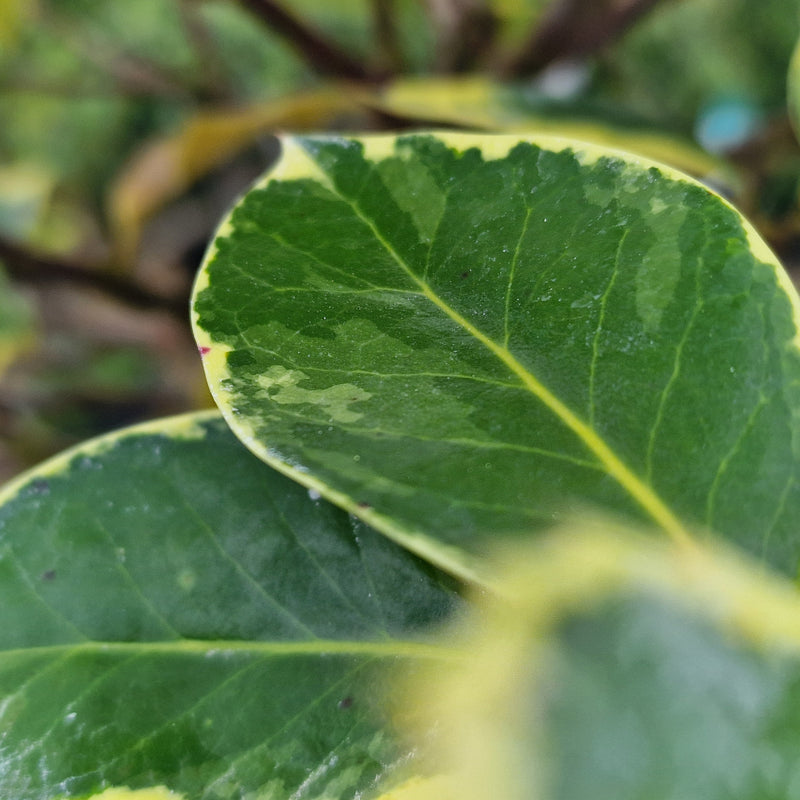 ILEX X Argentea Marginata