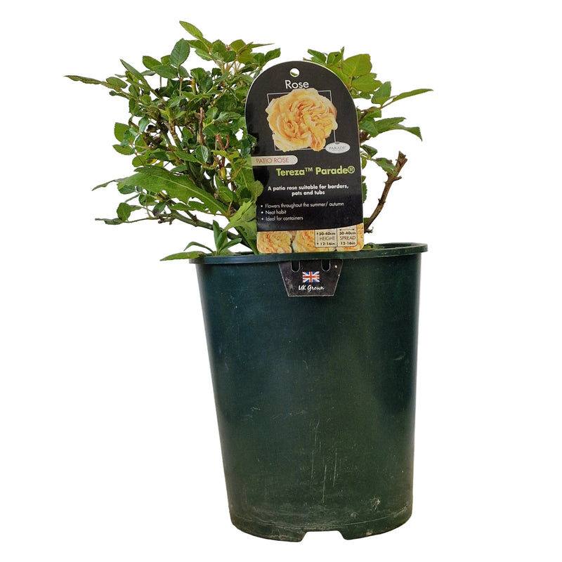 PATIO ROSE - Tereza Parade 3ltr