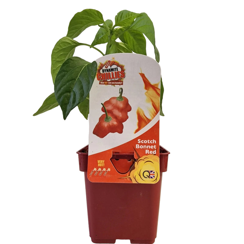 QTL Chilli Pepper - Hot Scotch Bonnet Red 10cm