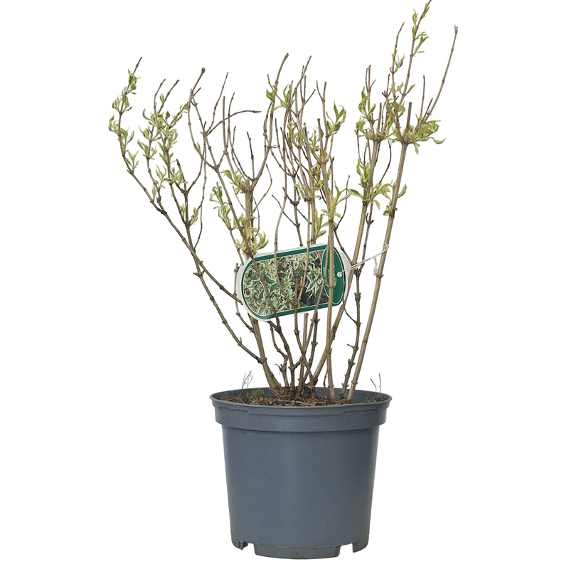 DIERVILLA sessilifolia 'Variagata' 3l