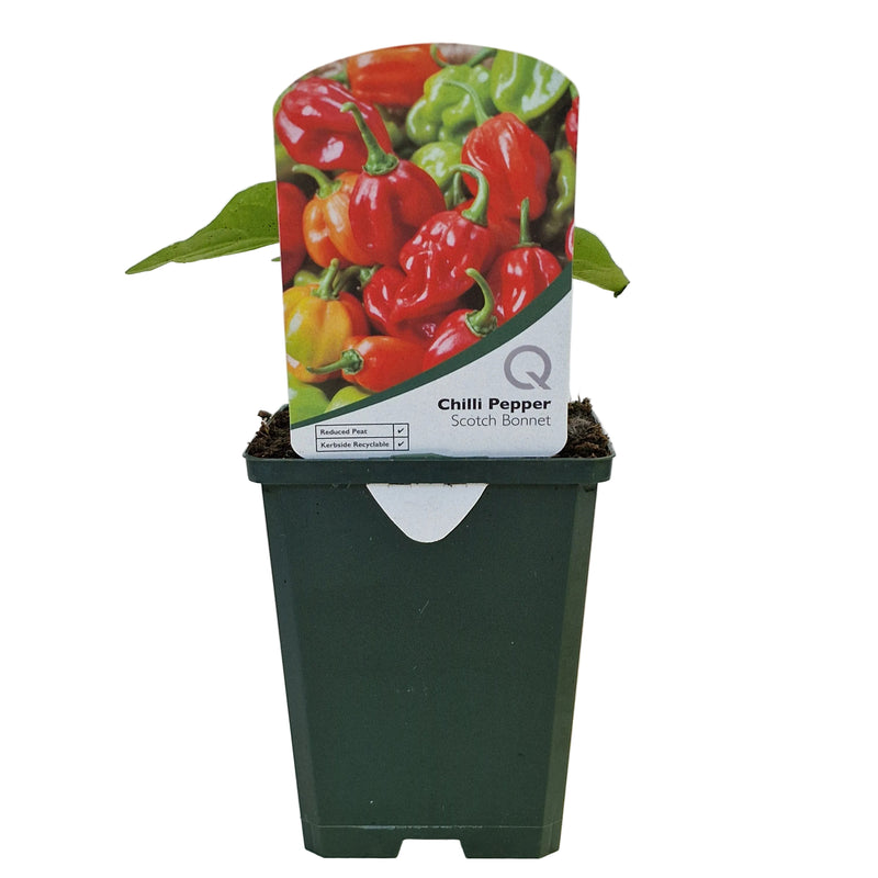 CHILLI Pepper - Scotch Bonnet 8.5cm