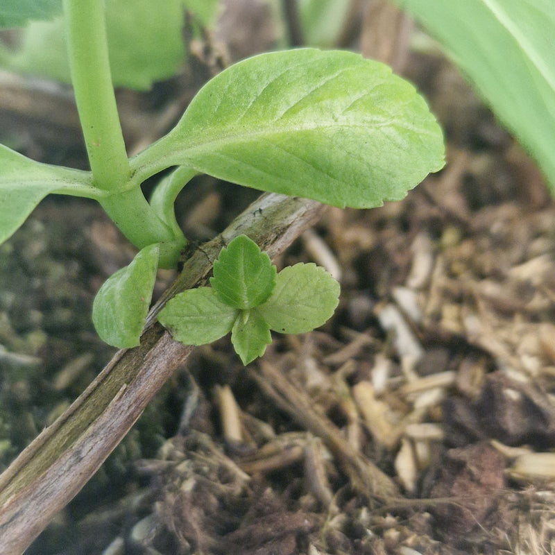 HYDRANGEA macr 'Mme Emile Mouillere' 3l