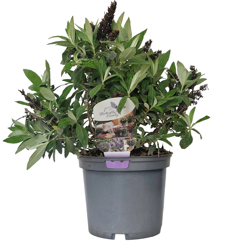 BUDDLEJA dav Butterfly Candy Lila Sweetheart (PBR) 3l