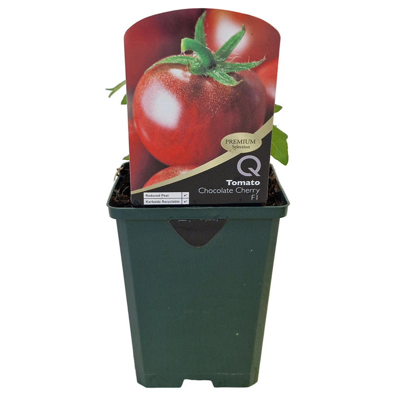 TOMATO Chocolate Cherry 8.5cm