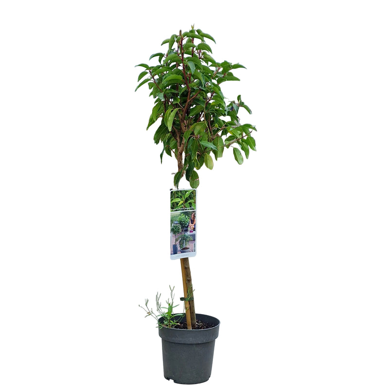 PRUNUS lusitanica Angustifoliia Stem 3ltr