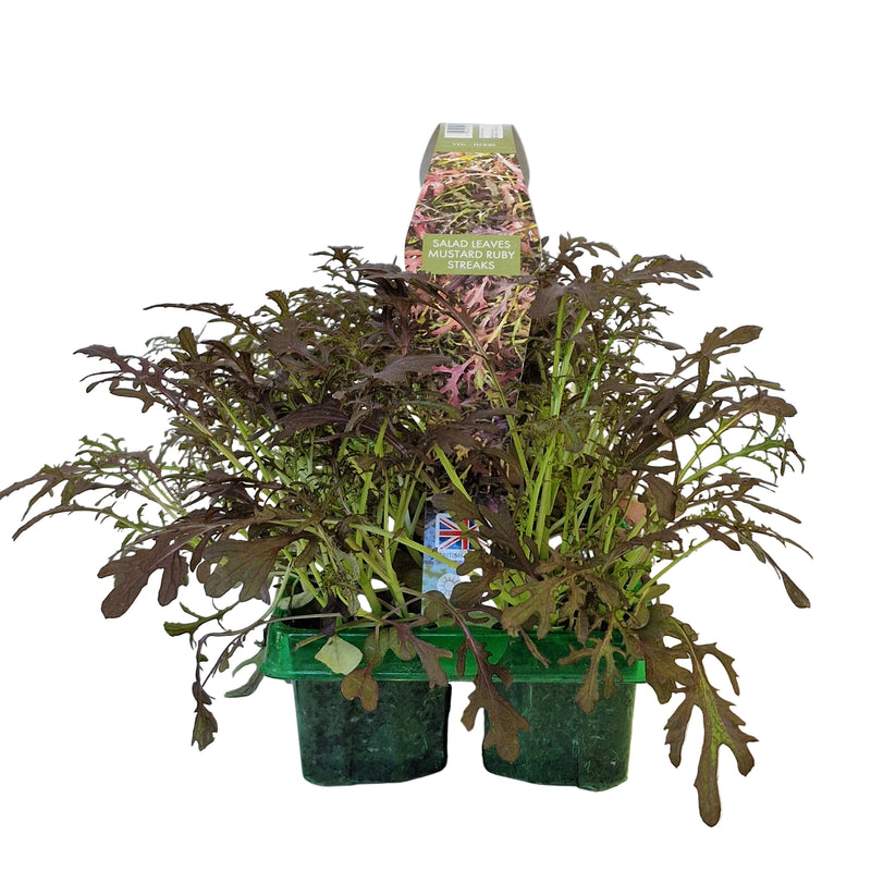 MUSTARD Streaks Salad Leaf 6-Pack