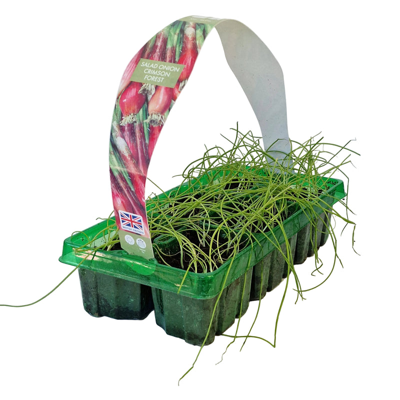 ONION (Salad ONION) Crimson Forest 6-Pack