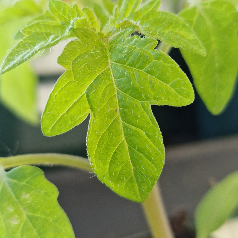 TOMATO Gardeners Delight 8.5cm