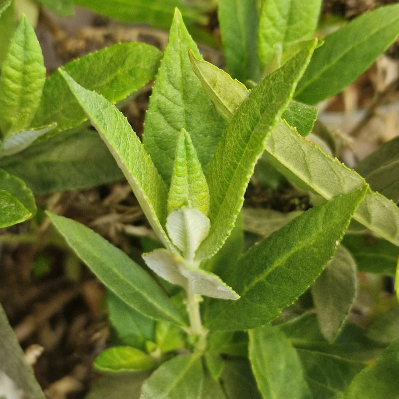 BUDDLEJA dav Butterfly Candy Little Lila (PBR) 3l