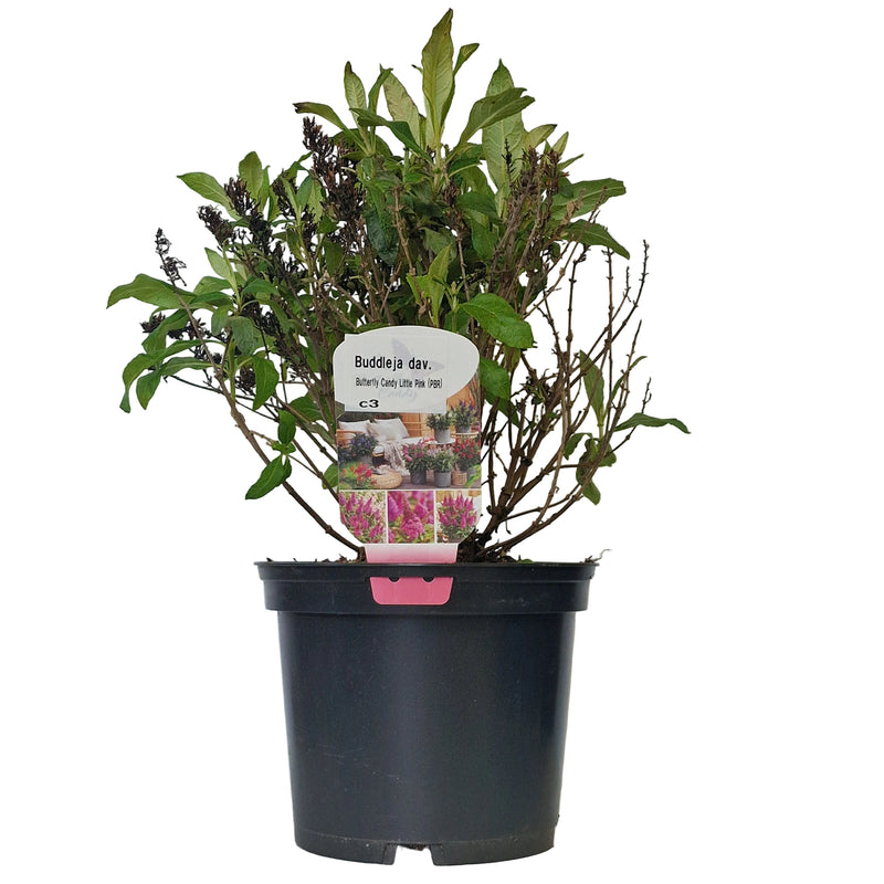 BUDDLEJA dav Butterfly Candy Little Pink (PBR) 3l