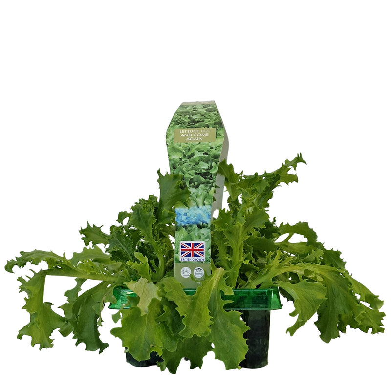 LETTUCE Cut and Come Again 6-Pack