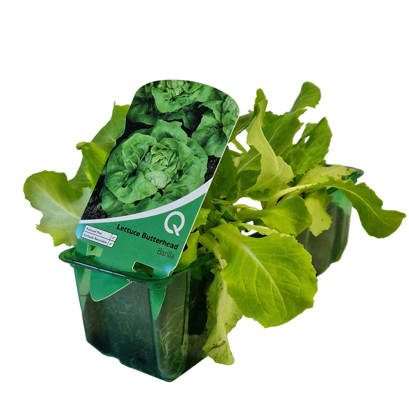 QTL Strip -  Lettuce - Butterhead