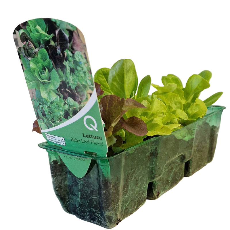 QTL Strip -  Lettuce - Baby Leaf Mixed