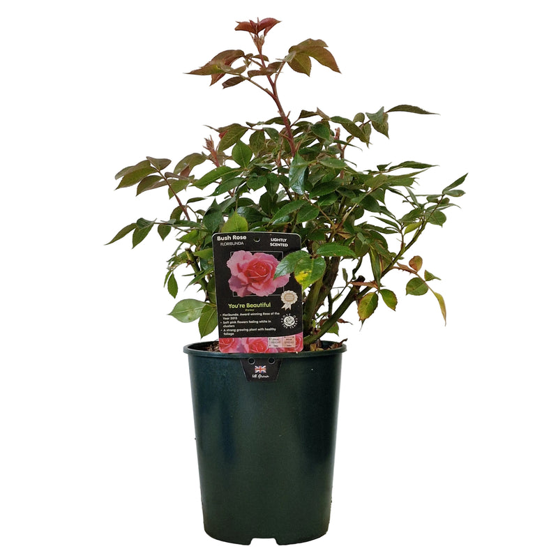 BUSH ROSE - You're Beautiful 3ltr
