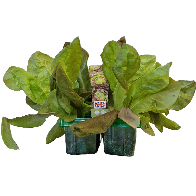 LETTUCE Marvel of Four Seasons 6-Pack