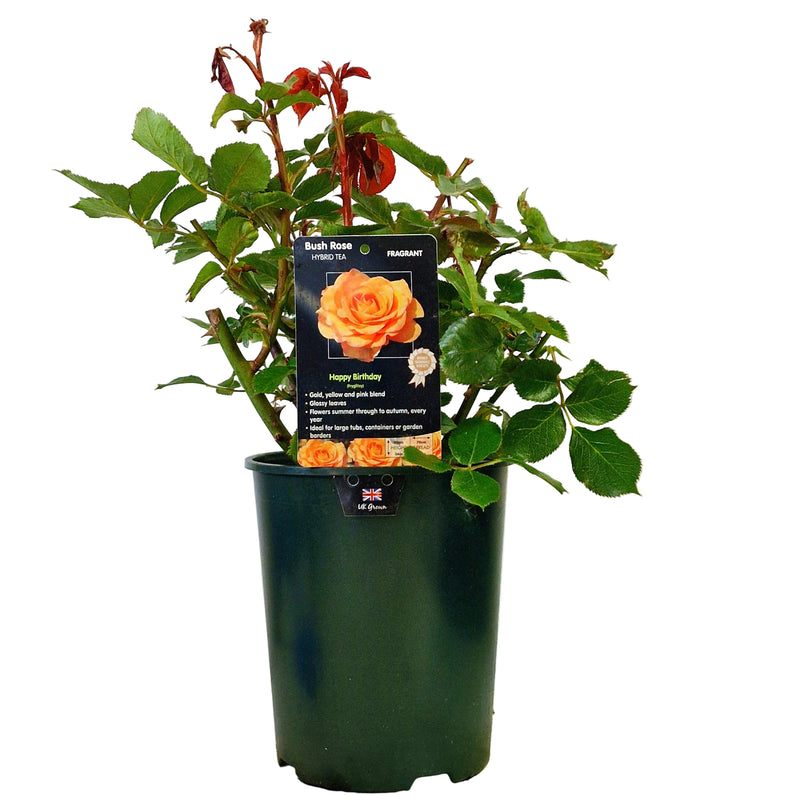 BUSH ROSE - Happy Birthday 3ltr