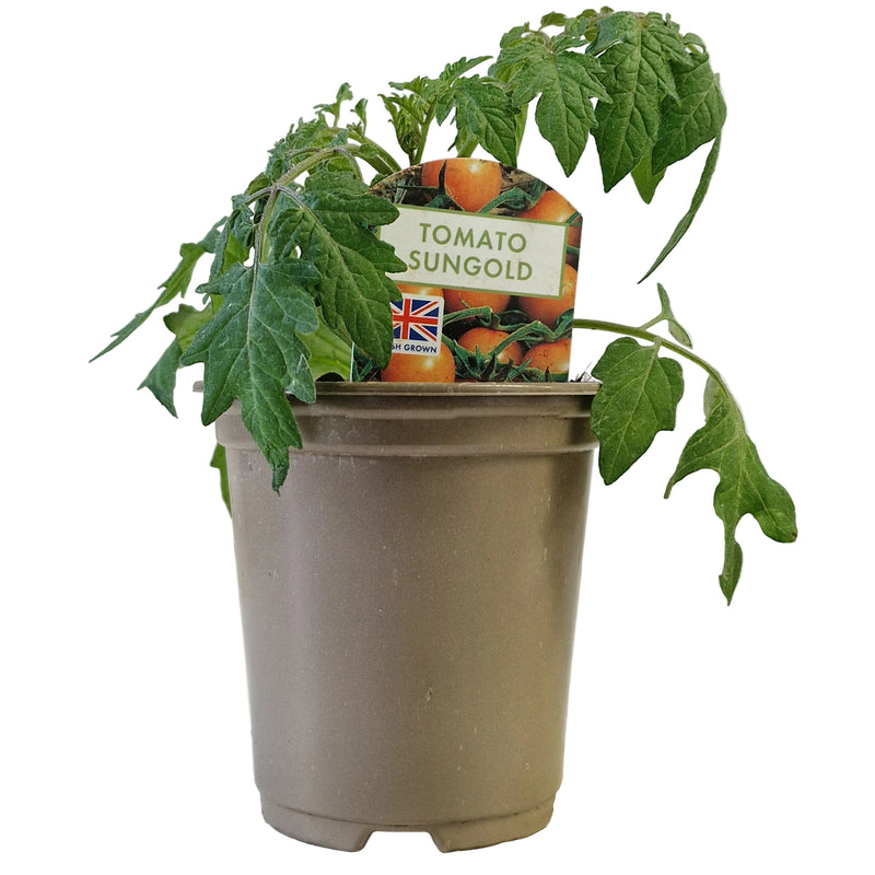 TOMATO Sungold  9cm