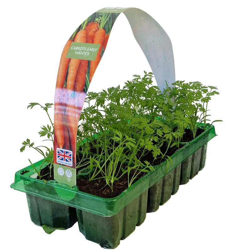 CARROTS Early Nantes 6-Pack