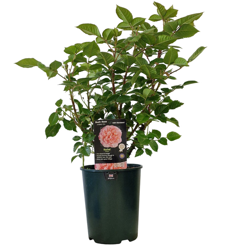BUSH ROSE - Rachel 3ltr