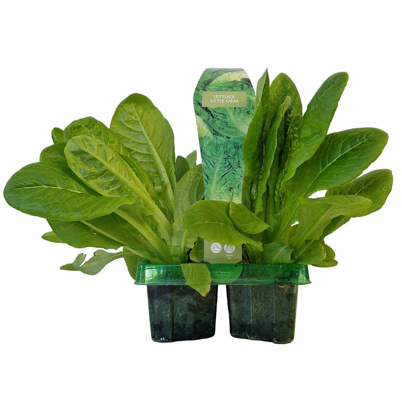 LETTUCE Little Gem 6-Pack