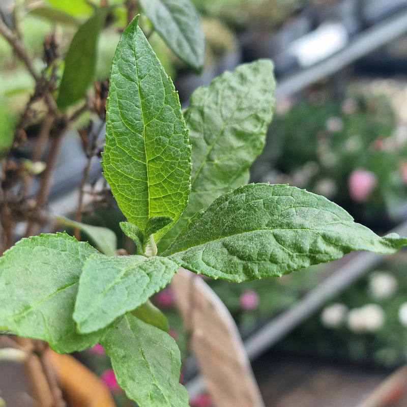BUDDLEJA dav Butterfly Candy Little Ruby (PBR) 3l