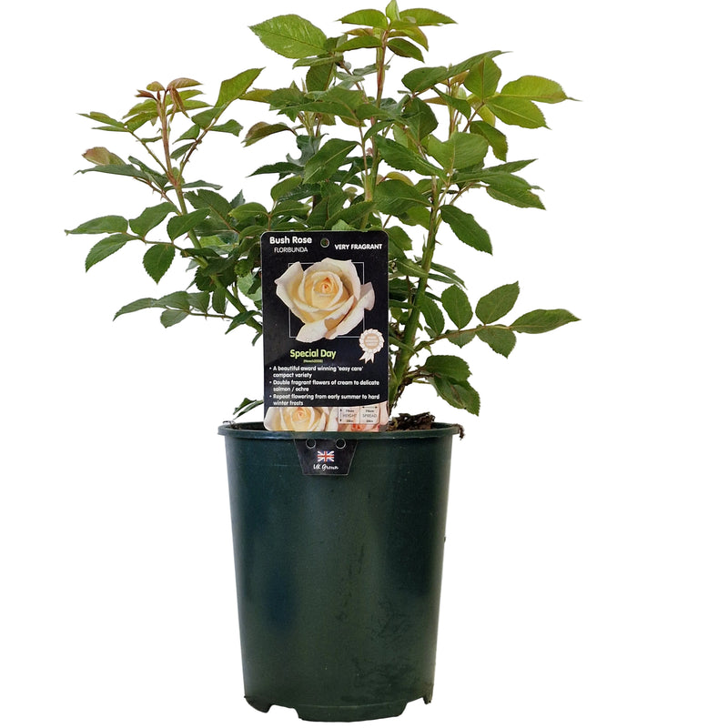 BUSH ROSE - Special Day 3ltr
