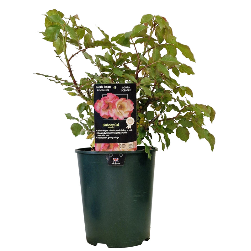 BUSH ROSE - Birthday Girl 3ltr