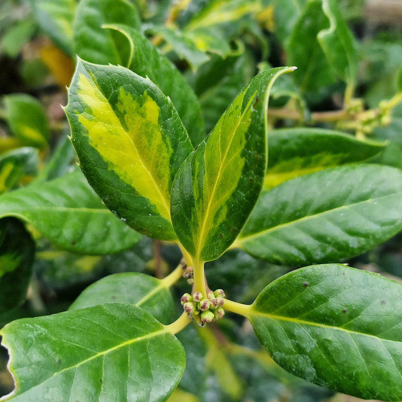ILEX Mix Stem 60cm