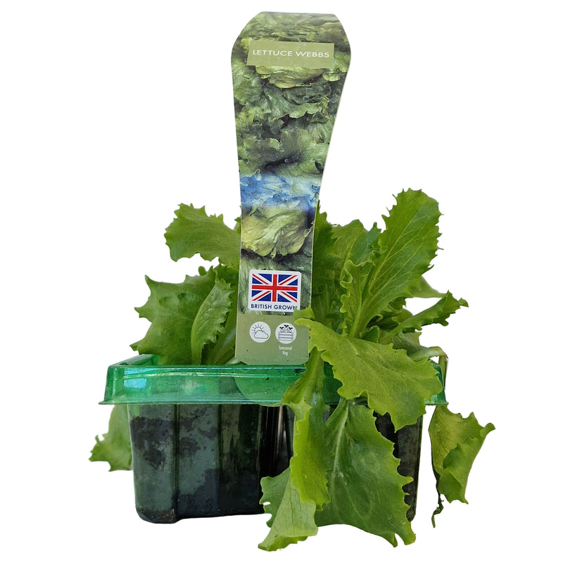 LETTUCE Webbs 6-Pack