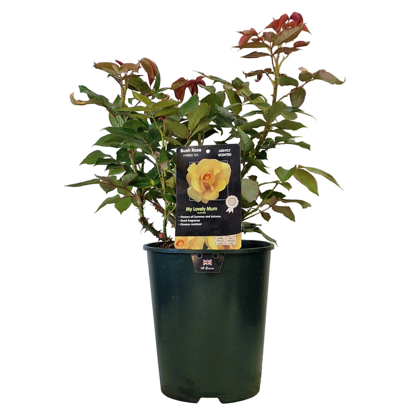 BUSH ROSE - My Lovely Mum 3ltr