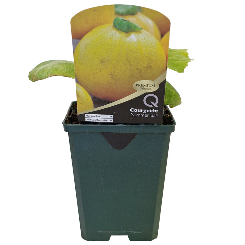 COURGETTE Summer Ball 8.5cm