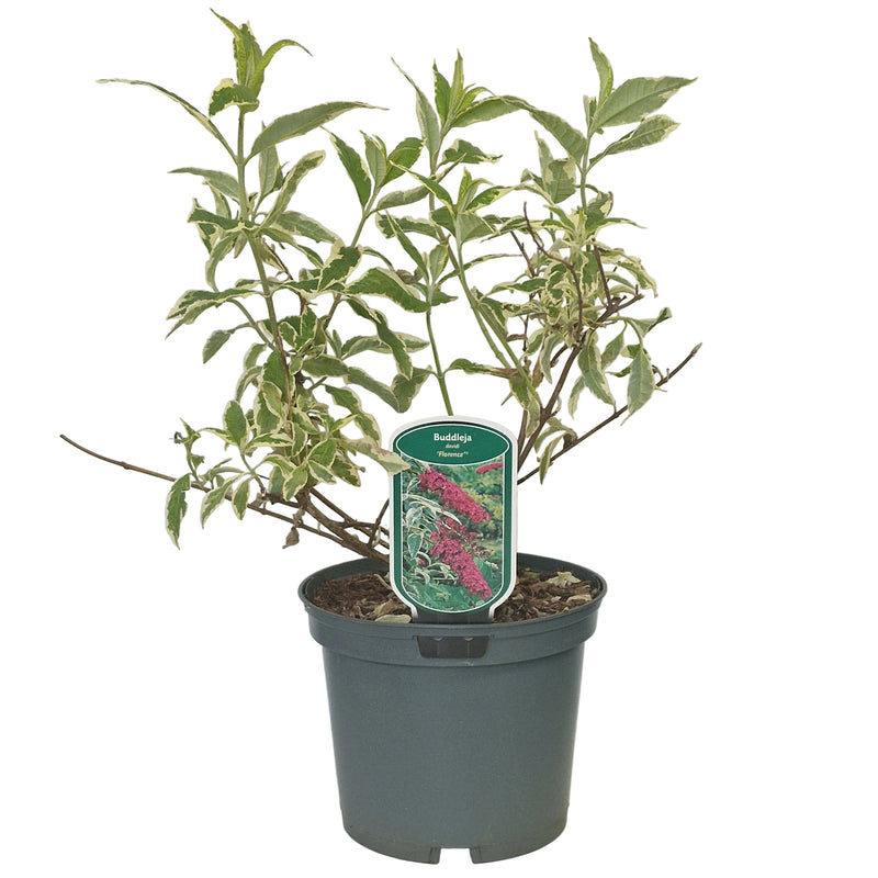 BUDDLEJA dav 'Florence' (PBR) 3l