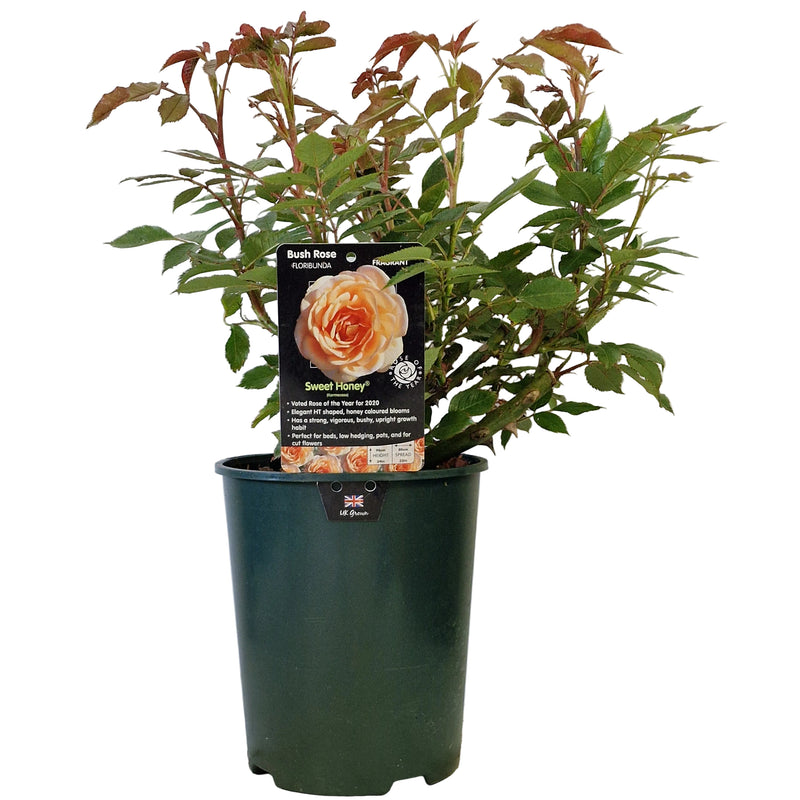 BUSH ROSE - Sweet Honey 3ltr
