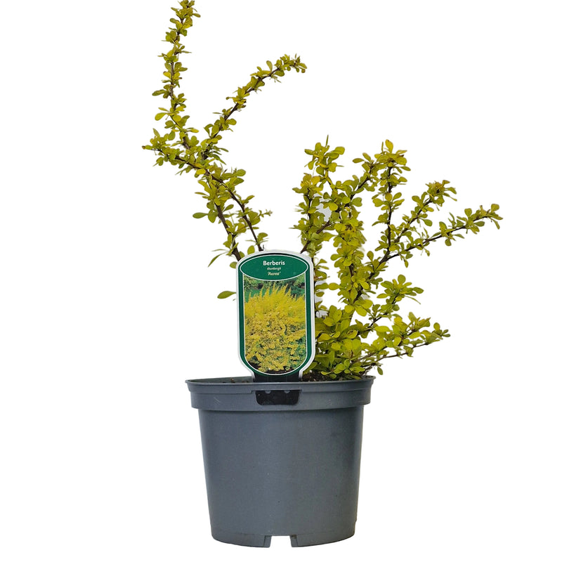 BERBERIS thunb 'Aurea' 3l