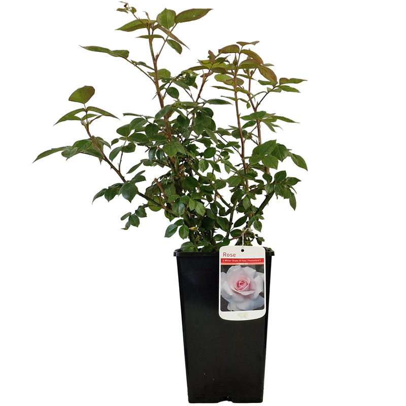 BUSH ROSE - A Whiter Shade of Pale*