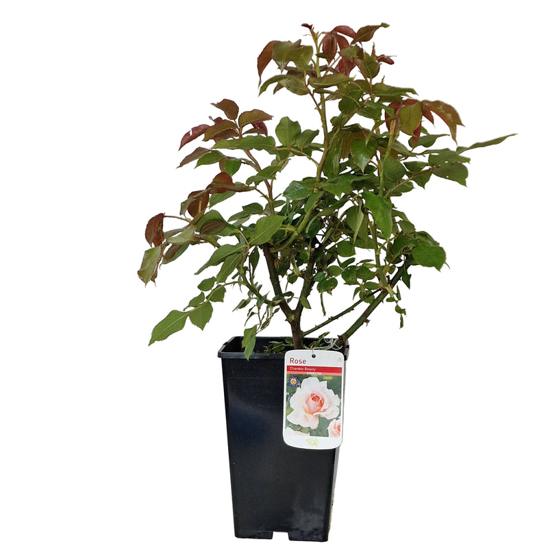 BUSH ROSE - Chandos Beauty*