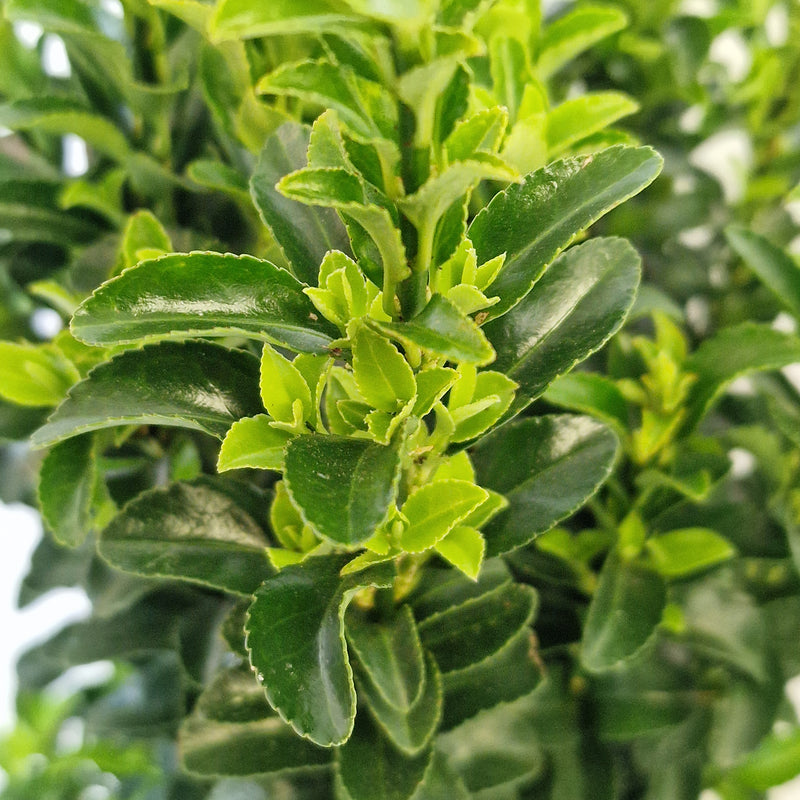 EUONYMUS jap 'Green Spire' 2l